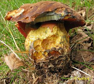 Klikni pro velký obrázek