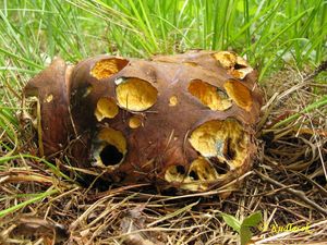 Klikni pro velký obrázek