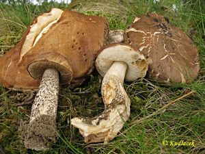 Klikni pro velký obrázek