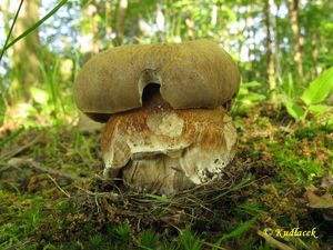 Klikni pro velký obrázek