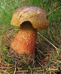 Klikni pro velký obrázek