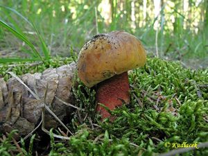 Klikni pro velký obrázek