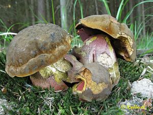 Klikni pro velký obrázek