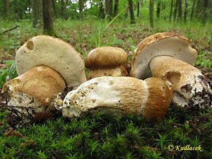 Klikni pro velký obrázek