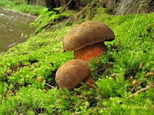 Klikni pro velký obrázek