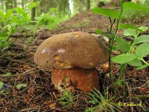 Klikni pro velký obrázek