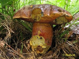 Klikni pro velký obrázek