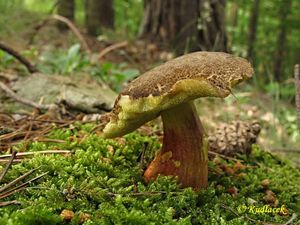 Klikni pro velký obrázek