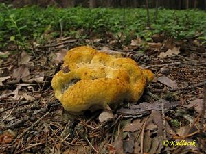 Klikni pro velký obrázek