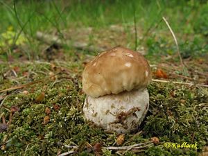 Klikni pro velký obrázek