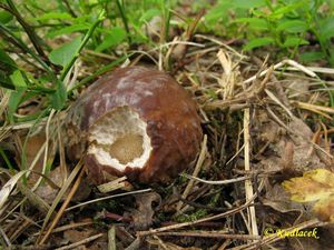 Klikni pro velký obrázek