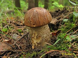 Klikni pro velký obrázek