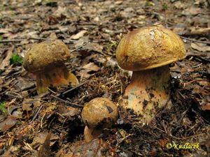 Klikni pro velký obrázek