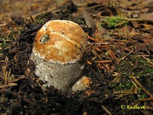 Klikni pro velký obrázek