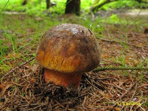 Klikni pro velký obrázek