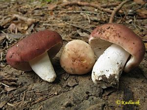 Klikni pro velký obrázek