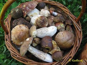 Klikni pro velký obrázek