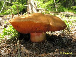 Klikni pro velký obrázek