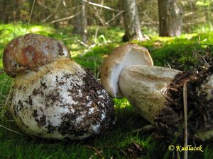 Klikni pro velký obrázek