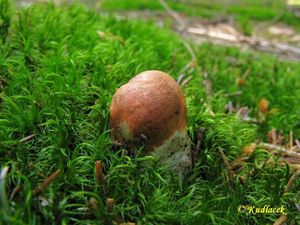 Klikni pro velký obrázek