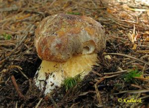 Klikni pro velký obrázek