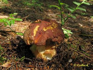 Klikni pro velký obrázek