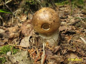 Klikni pro velký obrázek