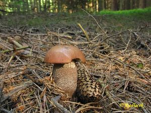 Klikni pro velký obrázek