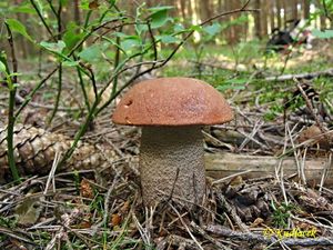 Klikni pro velký obrázek