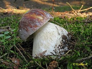 Klikni pro velký obrázek