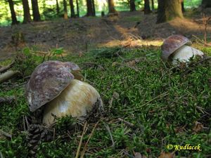 Klikni pro velký obrázek