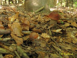 Klikni pro velký obrázek