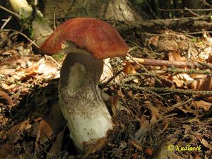 Klikni pro velký obrázek