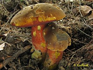 Klikni pro velký obrázek