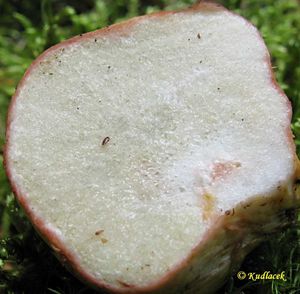 Klikni pro velký obrázek