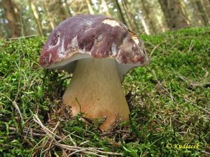 Klikni pro velký obrázek