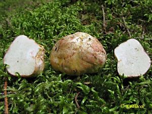 Klikni pro velký obrázek