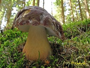 Klikni pro velký obrázek