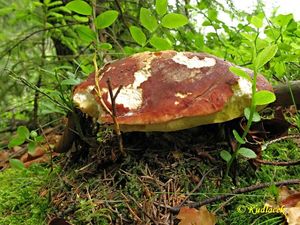 Klikni pro velký obrázek