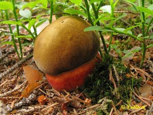 Klikni pro velký obrázek