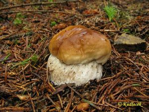 Klikni pro velký obrázek