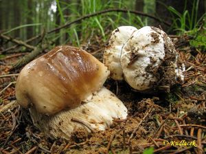 Klikni pro velký obrázek