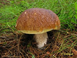 Klikni pro velký obrázek