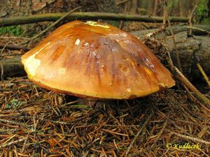 Klikni pro velký obrázek