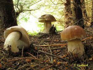 Klikni pro velký obrázek