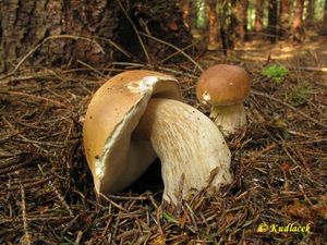 Klikni pro velký obrázek