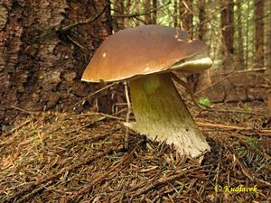 Klikni pro velký obrázek