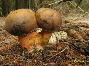 Klikni pro velký obrázek