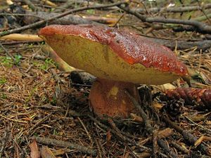 Klikni pro velký obrázek