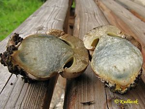 Klikni pro velký obrázek